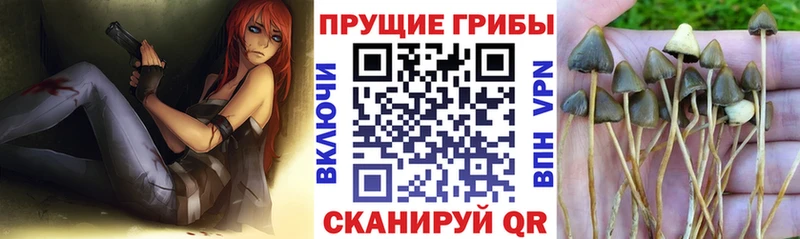 Псилоцибиновые грибы GOLDEN TEACHER  Хабаровск 